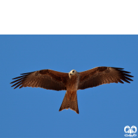 گونه کورکور سیاه Black Kite